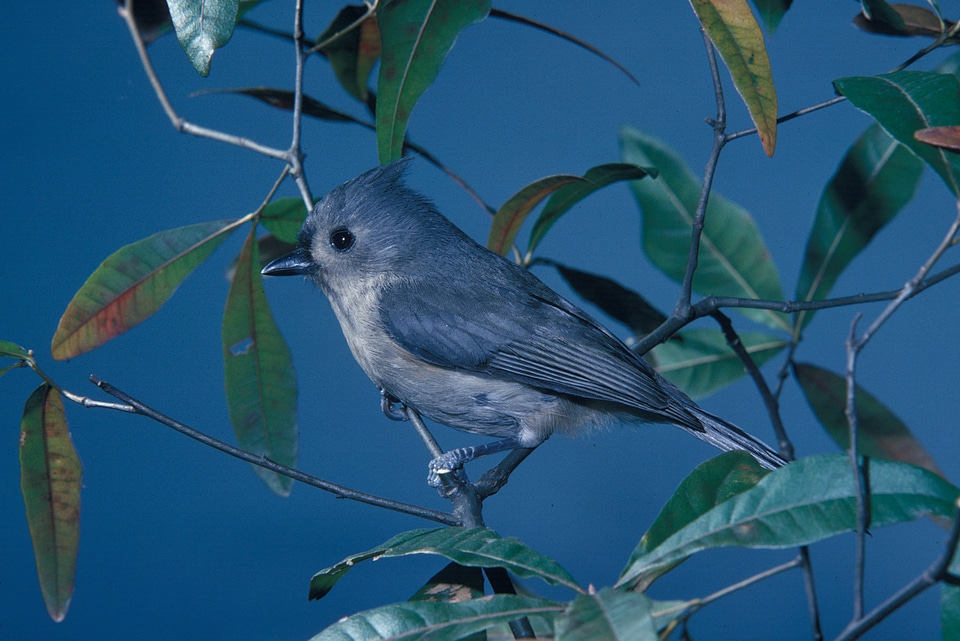 Tufted titmouse-3