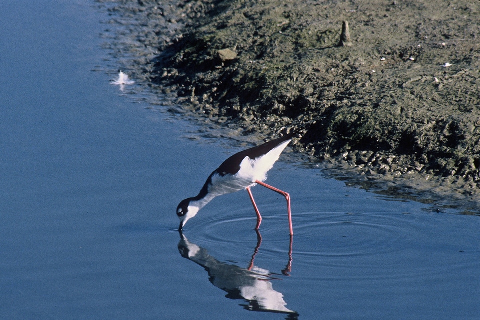 Black-necked stilt drinking from lake photo