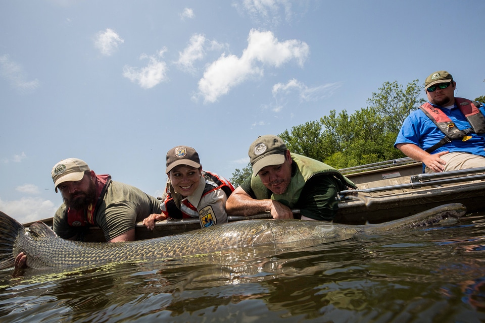 Alligator gar-2 photo