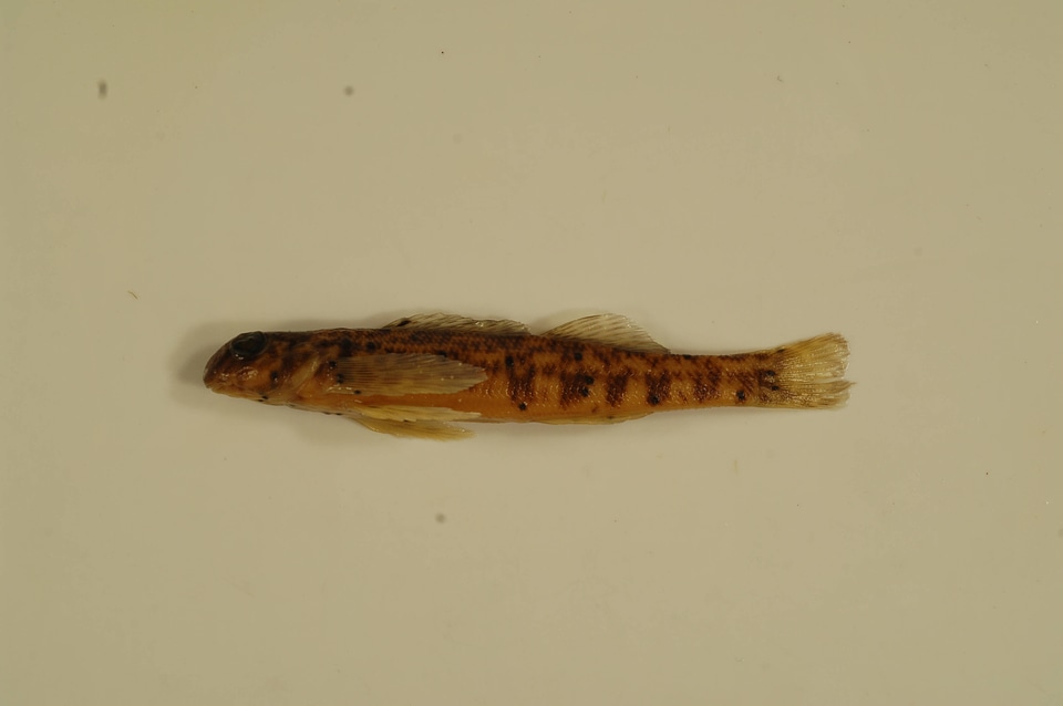 Etheostoma blennioides-2