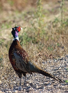 Ring-necked Pheasant-3