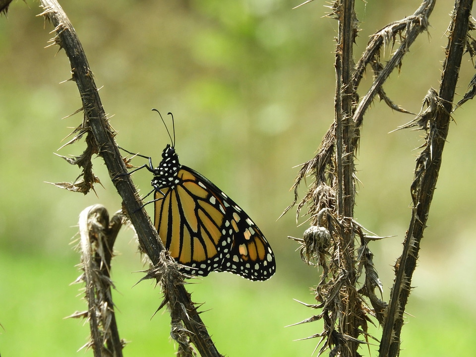 Monarch butterfly -4