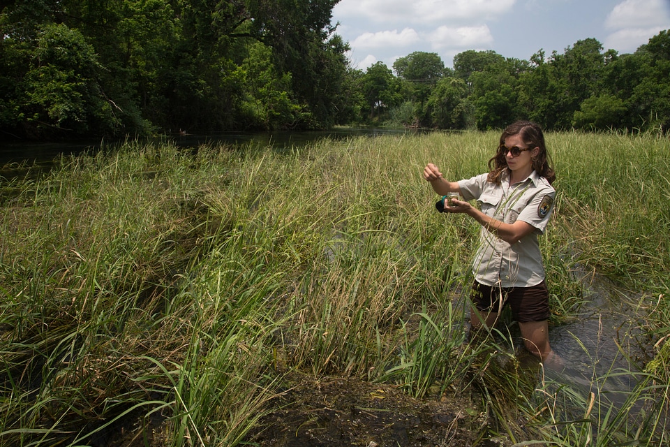 USFWS biologist collects Texas Wild Rice-5