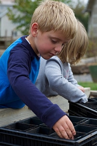 Children plant acorns photo