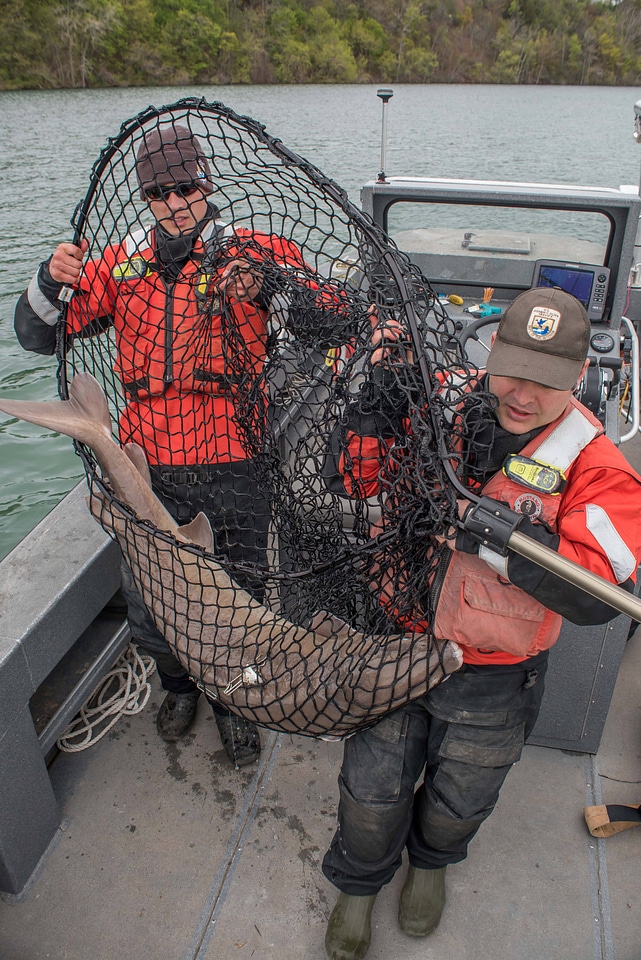 USFWS Fisheries workers catching lake sturgeon-1