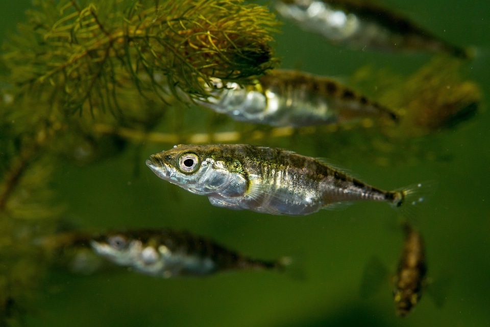 Threespine stickleback-1