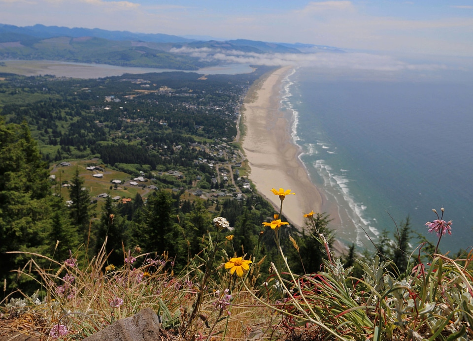 Oregon sunshine, yarrow, nodding onion and other coastal wildflowers 