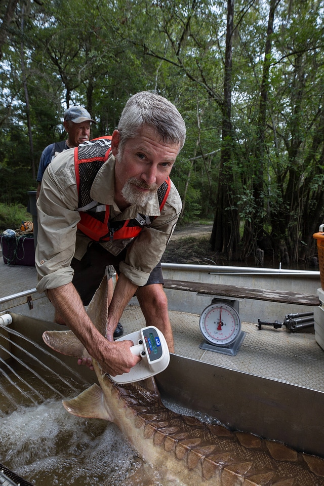 Fisheries biologist processes Gulf sturgeon-3