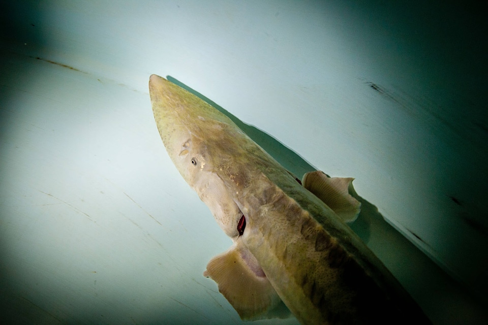Pallid sturgeon-1