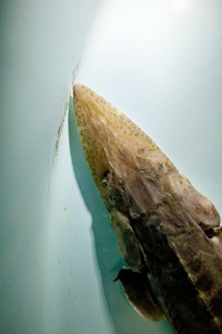 Pallid sturgeon-5