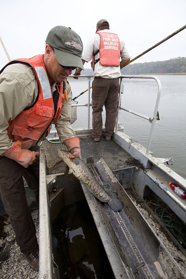 Electrofishing for Northern Snakehead-3