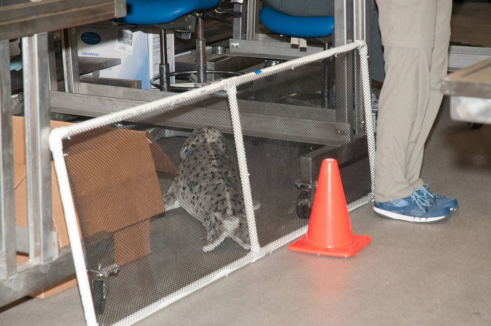 Marine Mammal Stranding Course at NCTC-1