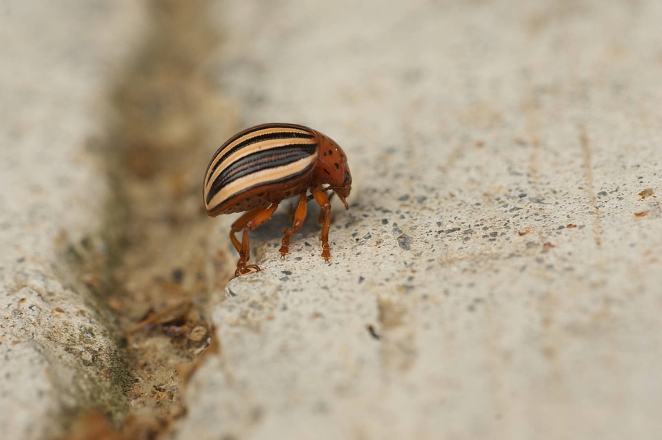 Colorado potato beetle-2