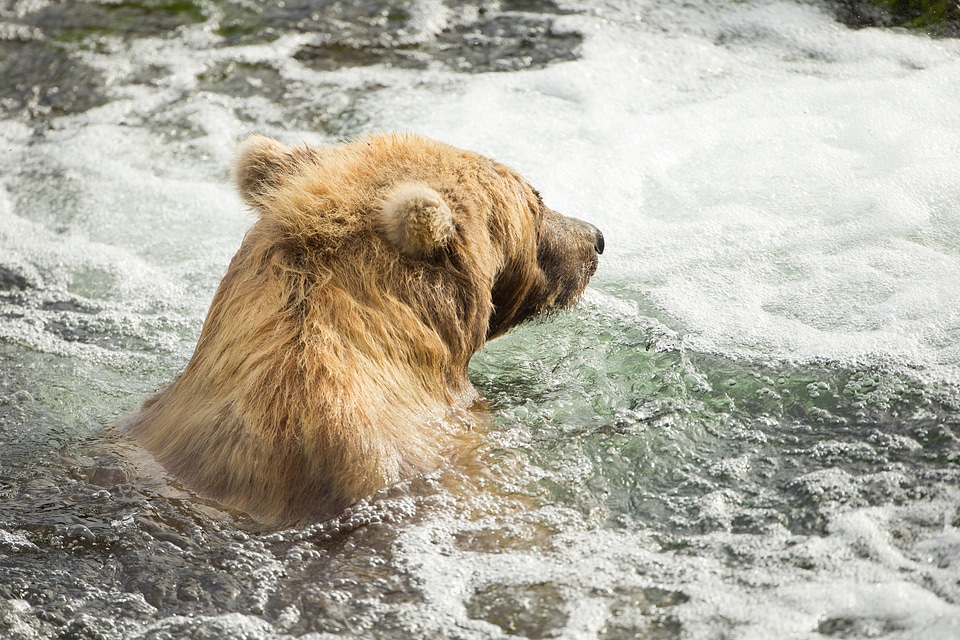 Kodiak brown bear swims with his head above water