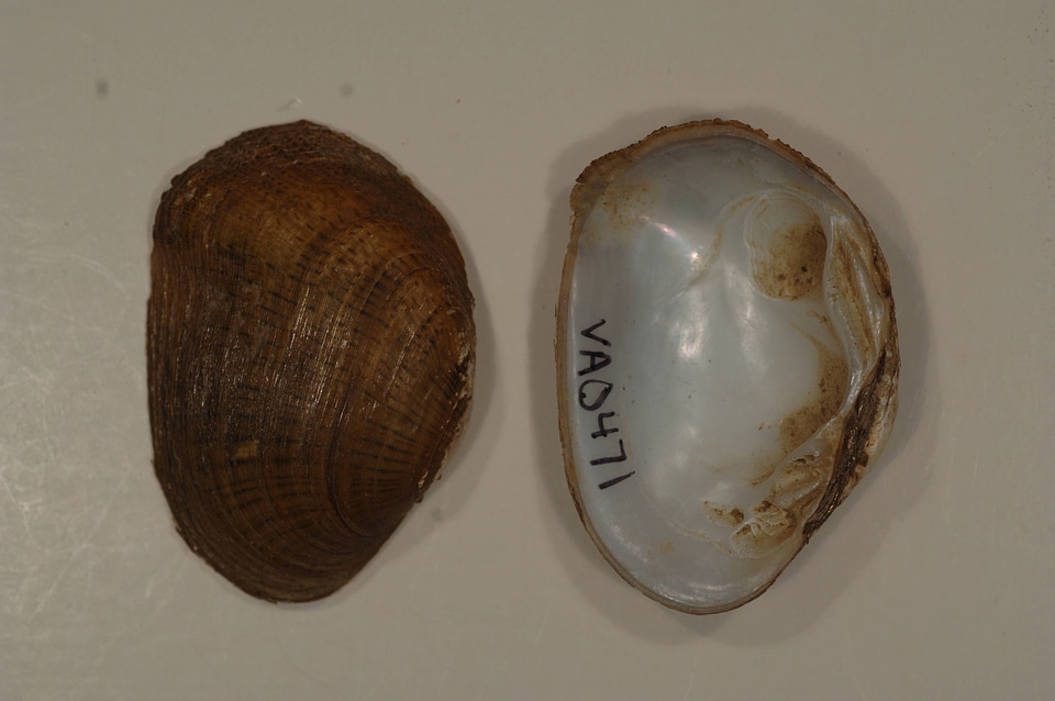 Epioblasma brevidens-1