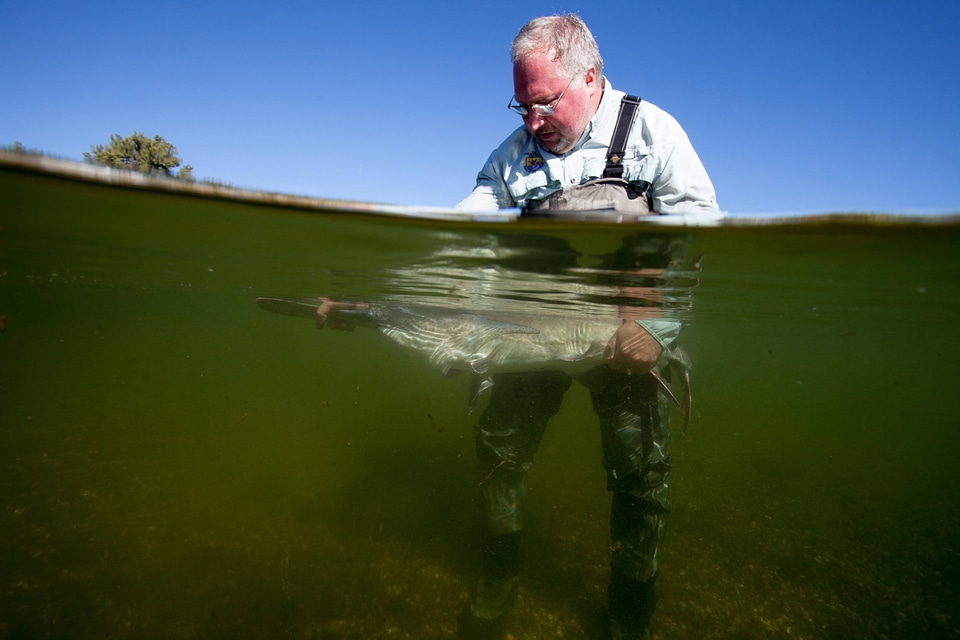 Fishery biologist surveys a American paddlefish