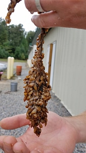 Juvenile eastern lampmussel bound together by a mass of byssal threads