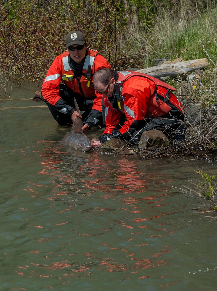 USFWS Fisheries workers releasing lake sturgeon-1