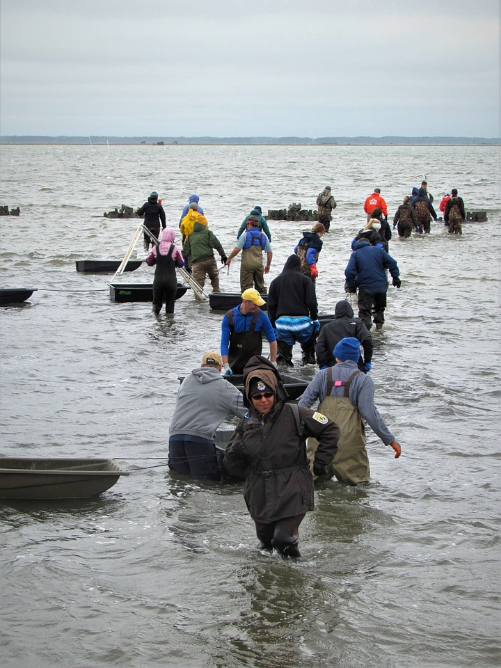 Refuge staff and volunteers and The Nature Conservancy volunteers bring blocks to build oyster castles-1