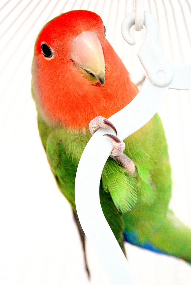 Red green cage