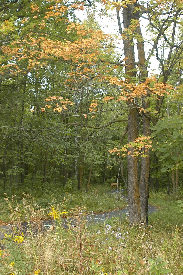 Woodlands in the fall