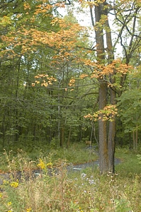 Woodlands in the fall