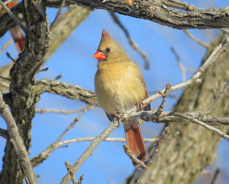 Northern Cardinal-1