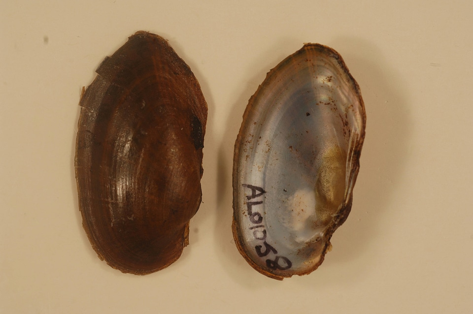 Hamiota australis-2