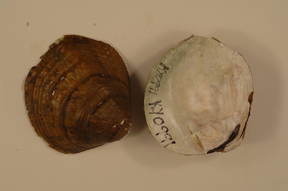 Cyprogenia stegaria-5