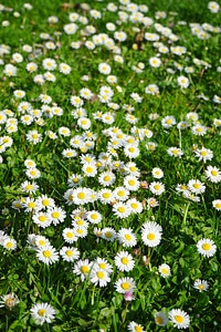 Bloom white bellis philosophy