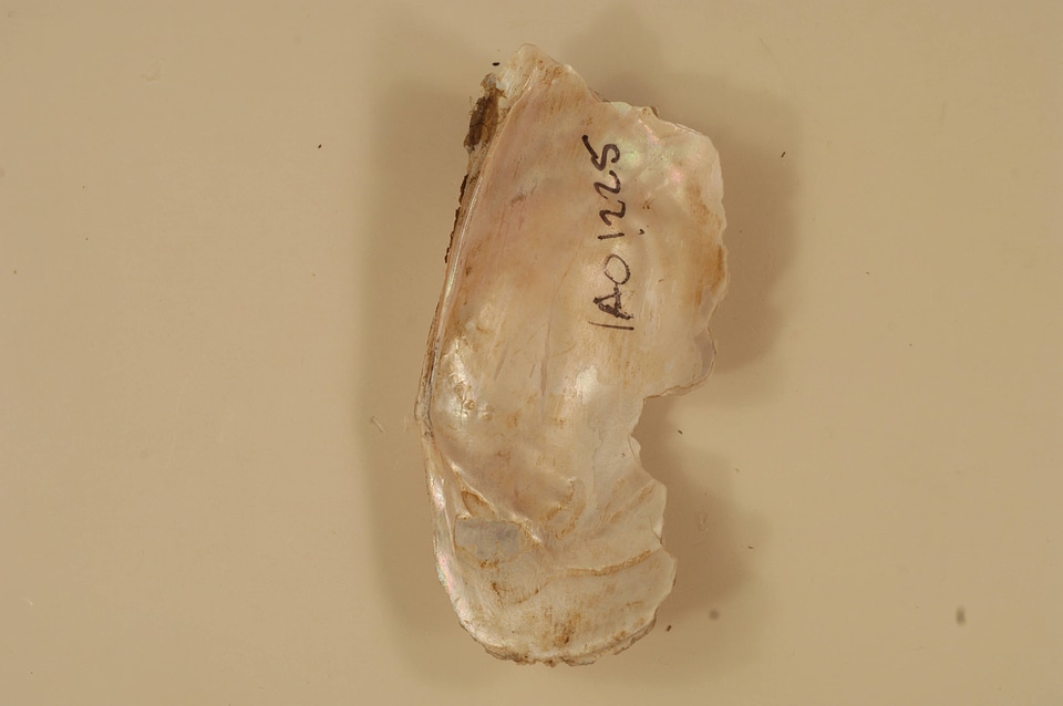 Leptodea fragilis (inside)-8