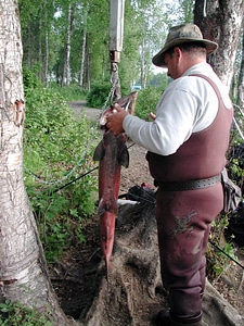 Weighing king salmon at Willow Creek photo