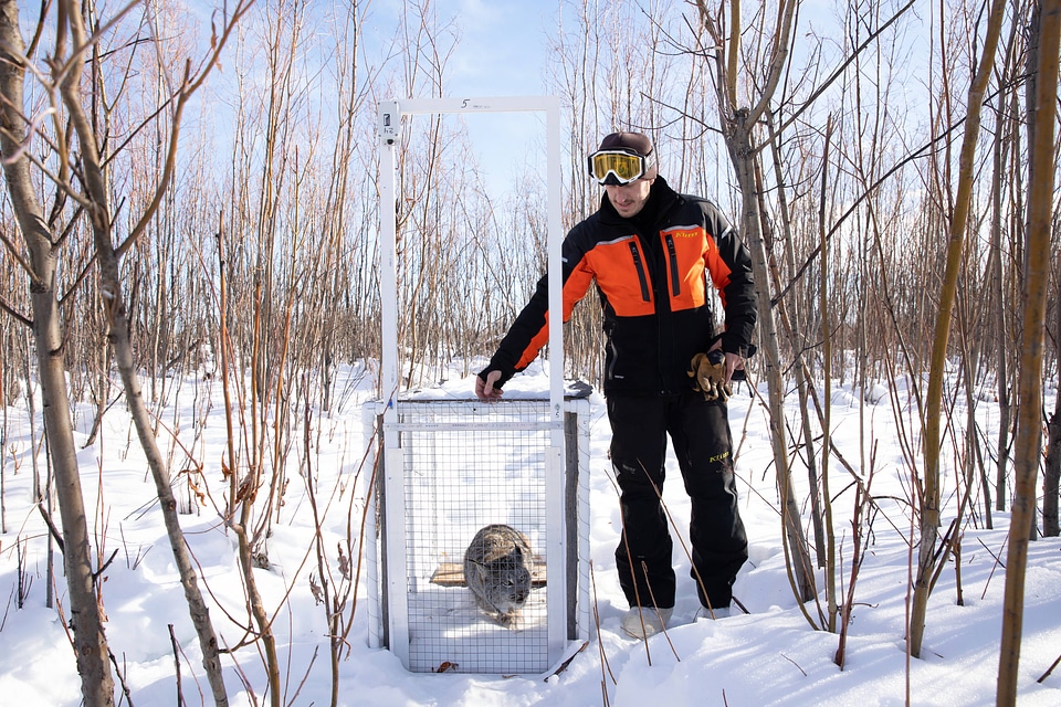 Releasing a captured lynx