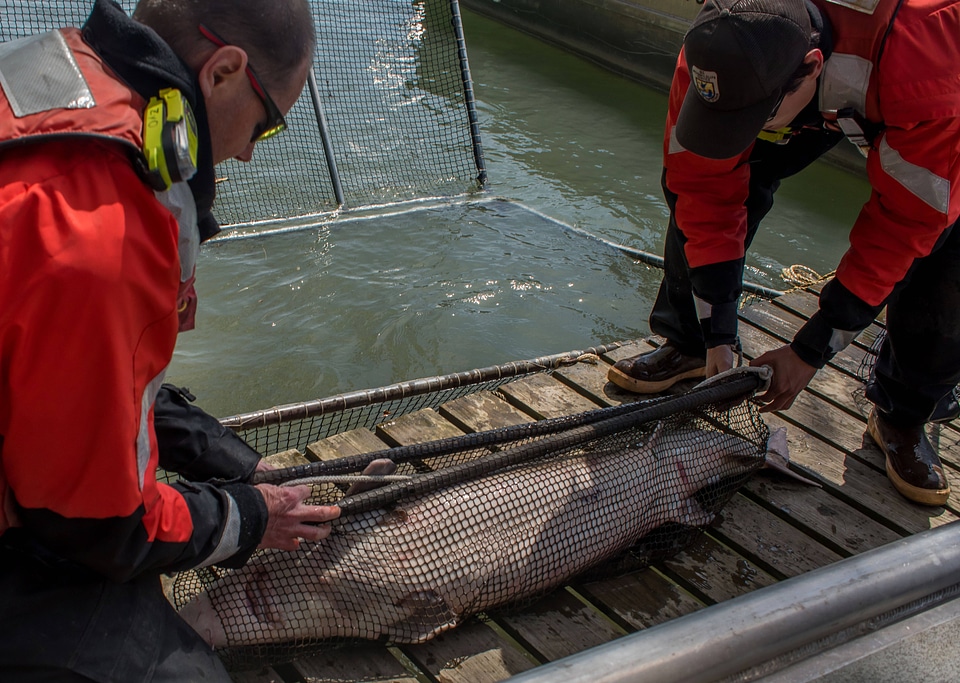 USFWS Fisheries crew transporting lake sturgeon-1