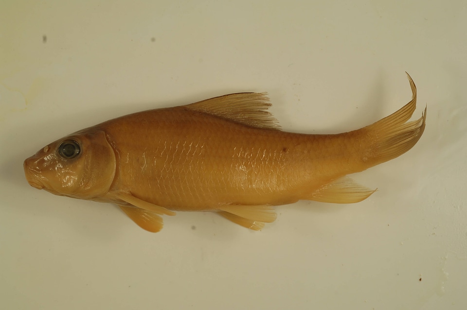 Moxostoma anisurum-1