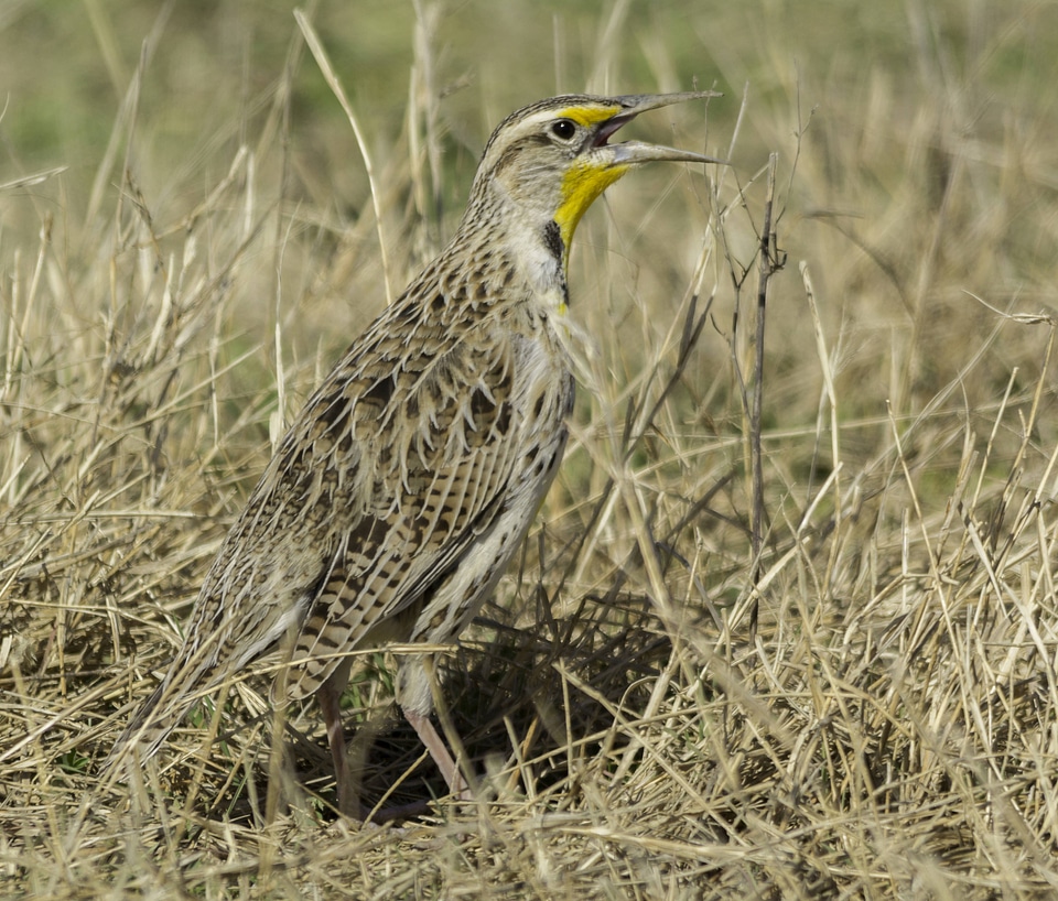 Western meadowlark-2