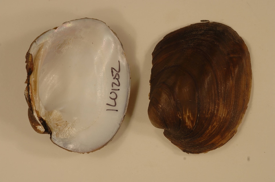 Amblema plicata-5
