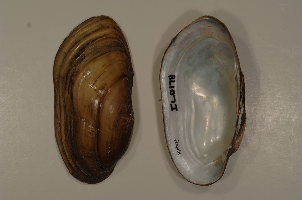 Lampsilis teres-2