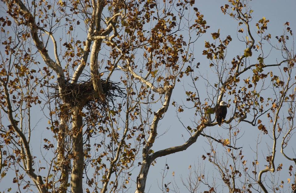 NCTC Eagle perched on branch near nest