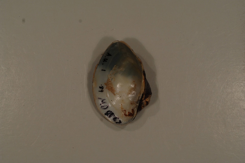 Alasmidonta undulata (inside)