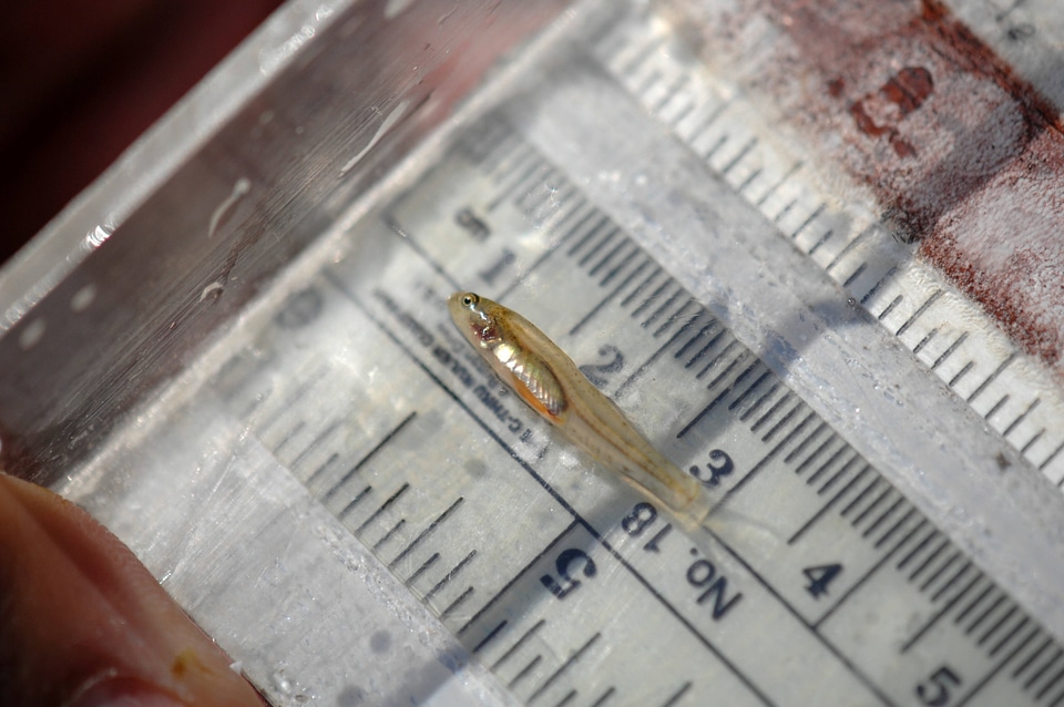 Tidewater Goby -2