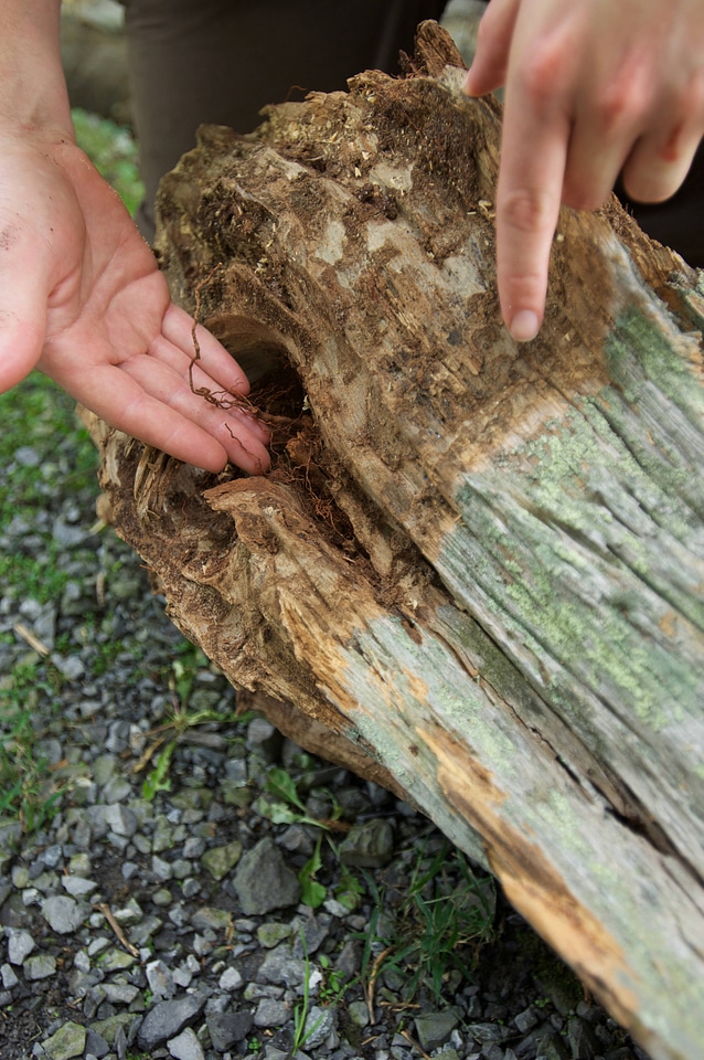 Documenting a Longleaf Pine stump