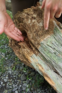 Documenting a Longleaf Pine stump photo