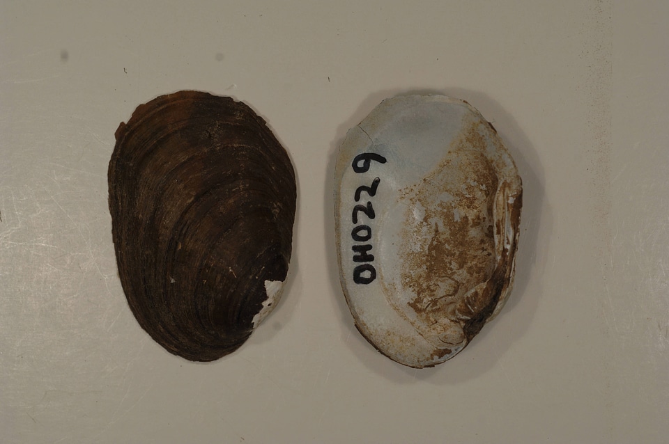 Epioblasma rangiana-1