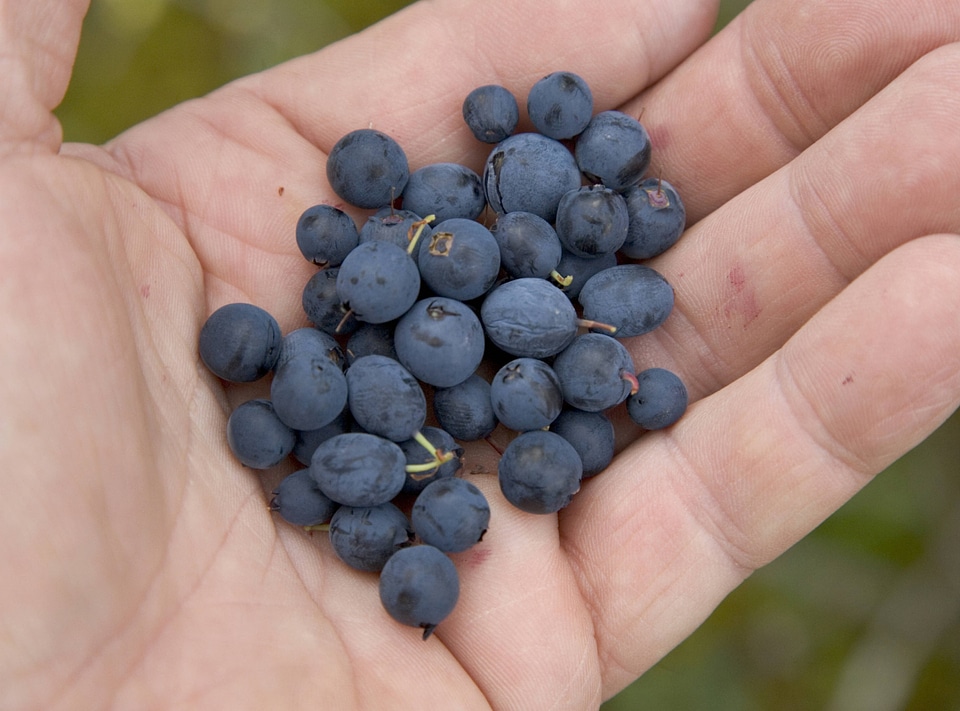 Holding Alaskan blueberries