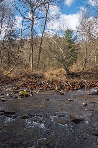 Seneca Creek with beaver dam-2