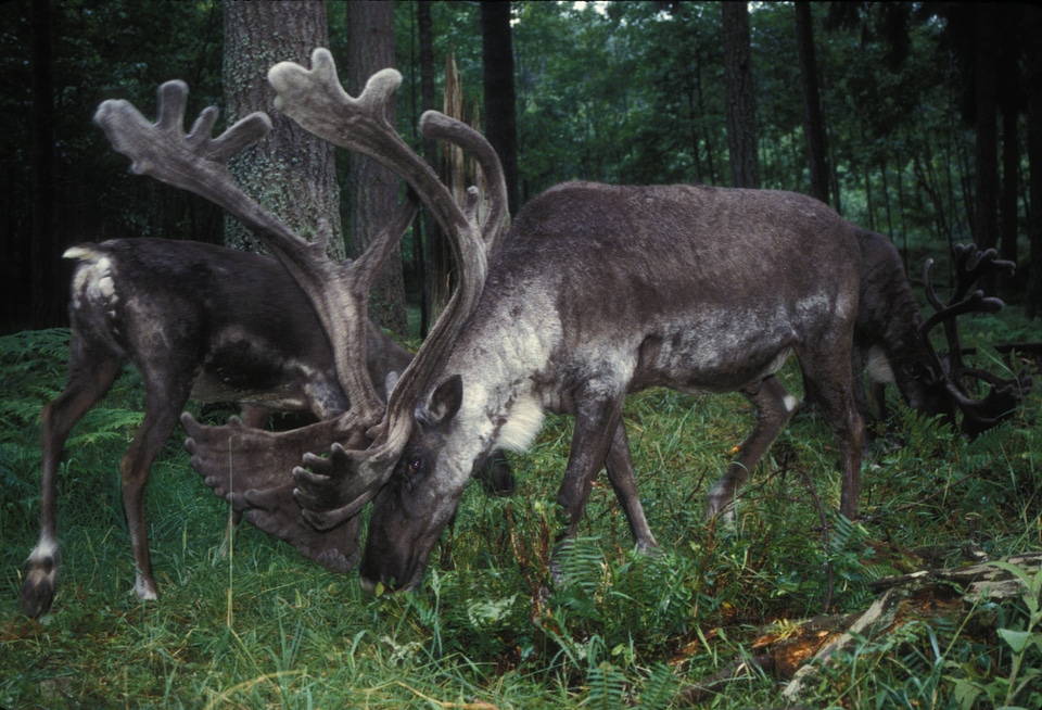 Woodland Caribou grazing