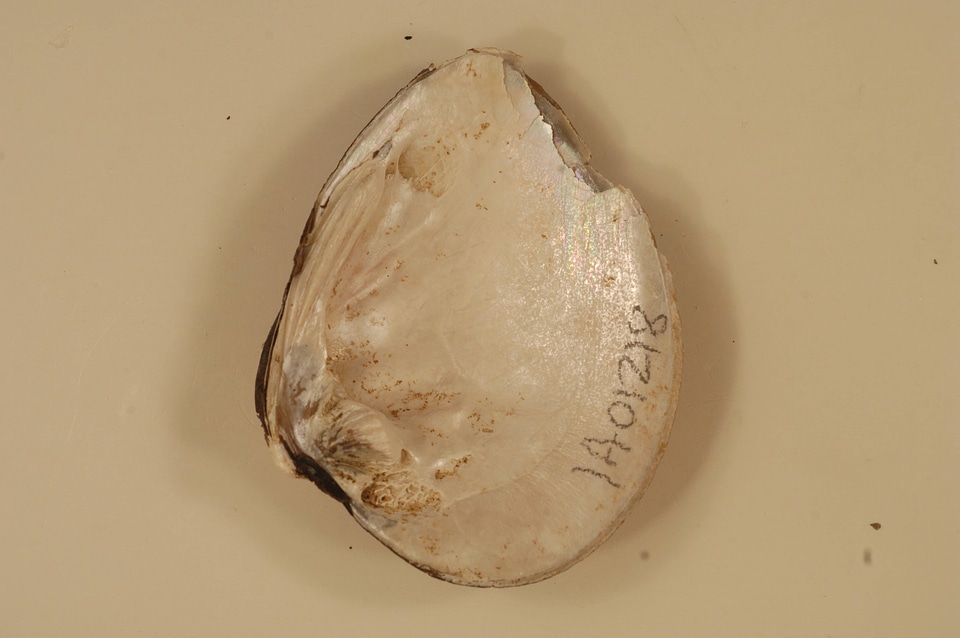 Ellipsaria lineolata (inside)-3