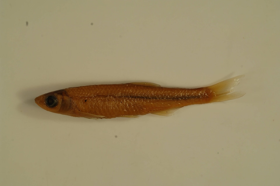 Notropis atherinoides-6