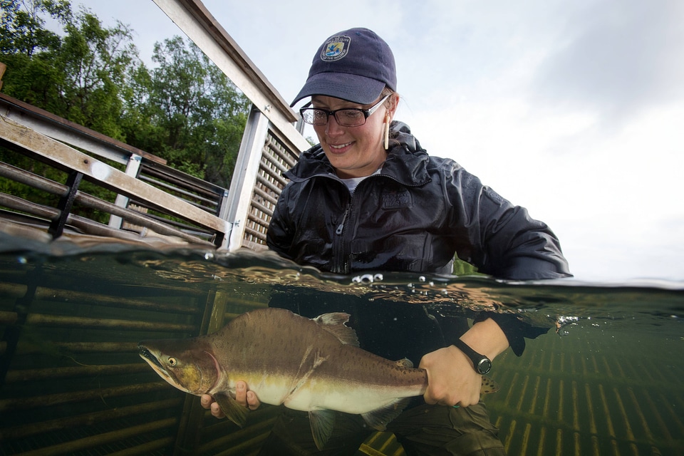 Biologist releases salmon-7